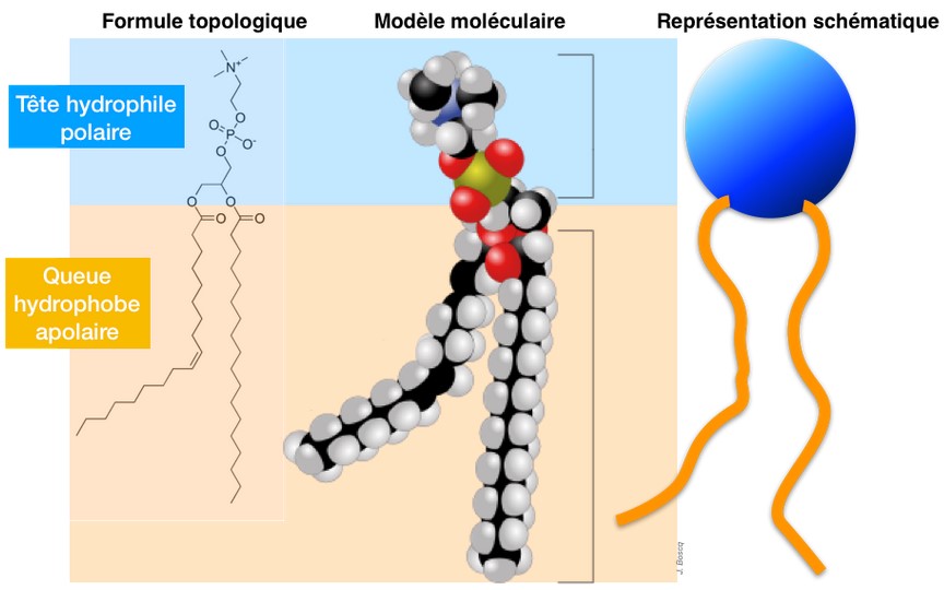 phospholipides.jpg