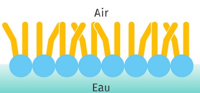 phospholipides_air-eau.jpg