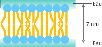 phospholipides_eau-eau.jpg